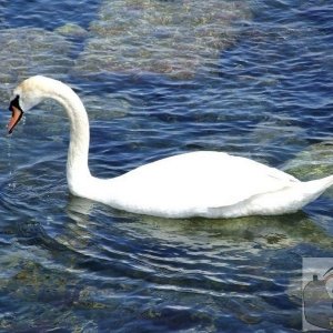 Swanning along the shore