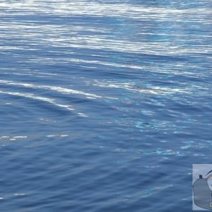 ripples and reflections