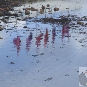 water flags