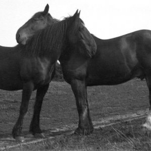 Three Fields