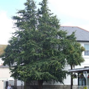 Ginko Biloba - Buriton House, Penzance