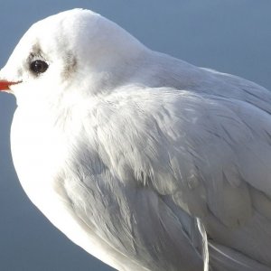 A not so quick tern