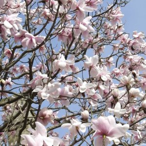 Magnificent Magnolias - 2
