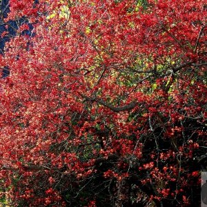 Burning Bush - 2