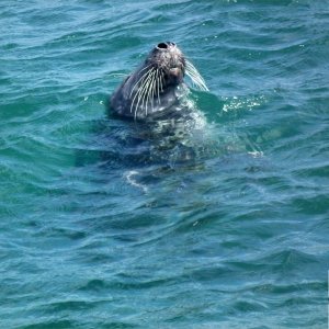 Swim off Battery