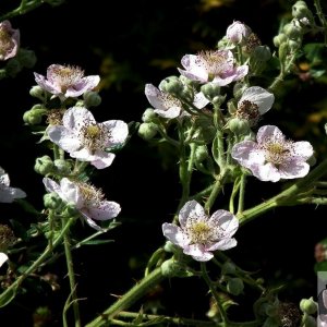 Blackberry Flowers 2