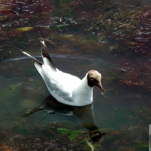 Black Headed Gull