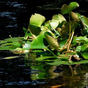 Pond Life