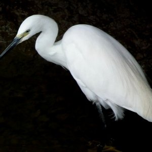 Egret - 01