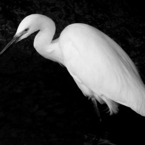 Egret - 3