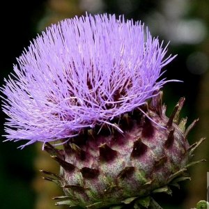 Thistle