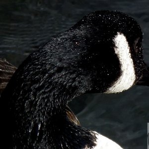 Canada Goose