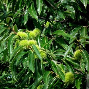 Horse Chestnut fruit