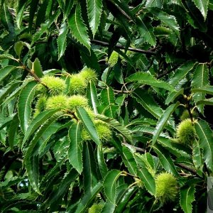 Horse Chestnut fruit