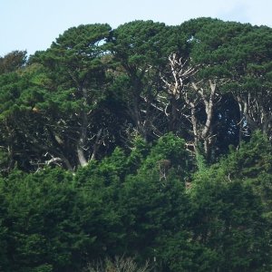 Under Cover Copse