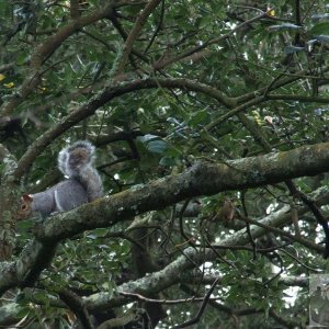 Squirrel Nutkin