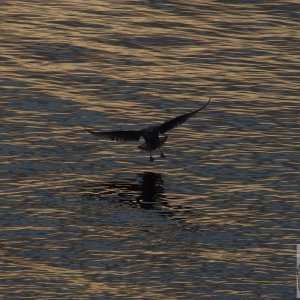 Sunset Landing