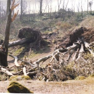 Fallen Trevaylor Trees