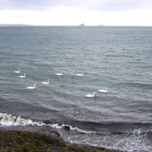 8 Swans a Swimming