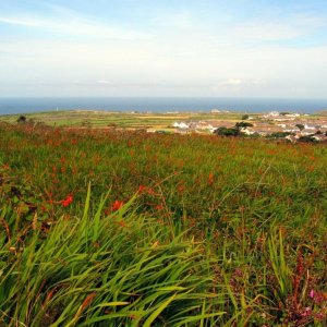 Across the montbretia ocean