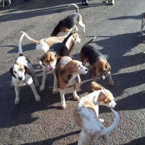 The Lambo Beagles