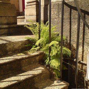 Fern peeping through railings down Chapel Street