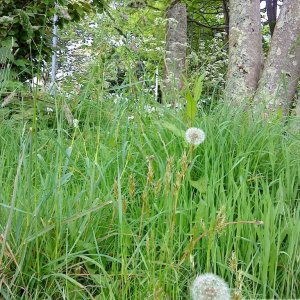 Dandelions