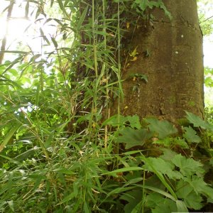 Tree trunk with bamboo