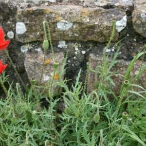 Wayside Poppies