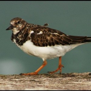 Turnstone