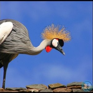 Grey Crowned Crane