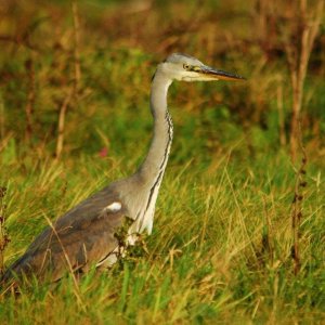 Heron