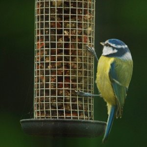 Blue Tit