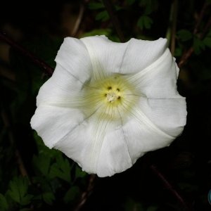 Hedge Bindweed