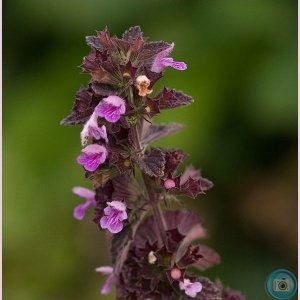 Black Horehound