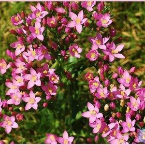 Common Centaury 2