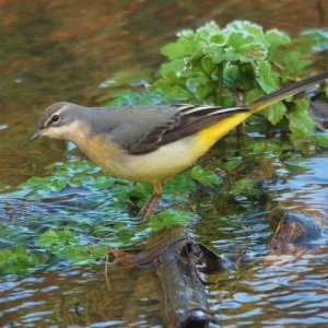 Grey Wagtail