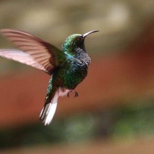 Humming bird