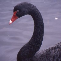 Dawlish Swan 1
