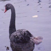 Dawlish Swan 2