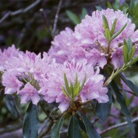 Rhododendron