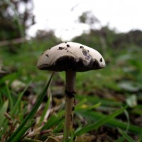Mushroom@Chapel Carn Brea