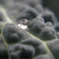 eden in a droplet