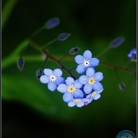 Field Forget-Me-Not