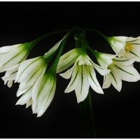 Three Cornered Leek