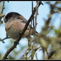 Long Tailed Tit