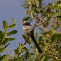 Juvenile Long Tailed Tit