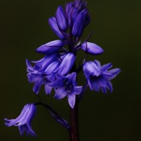 Spanish Bluebell