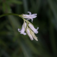 White form of Bluebell