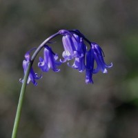 Bluebell